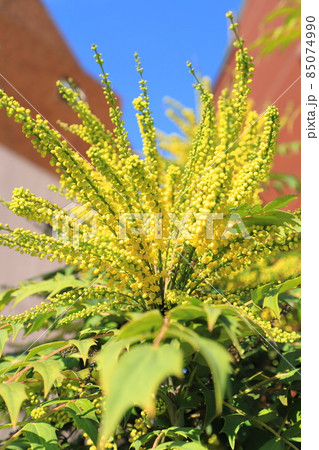 満開の柊南天(ヒイラギナンテン)の花 満開の柊南天(ヒイラギナンテン)の花 85074990