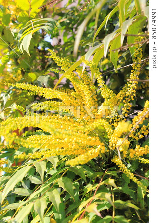 満開の柊南天（ヒイラギナンテン）の花 85074991