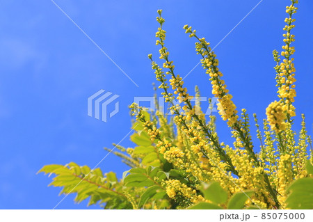 満開の柊南天 ヒイラギナンテン の花の写真素材