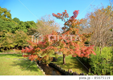 鮮やか紅葉イロハモミジ 85075119