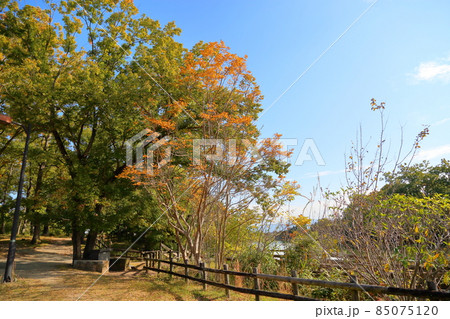 秋の公園　色づく雑木 85075120