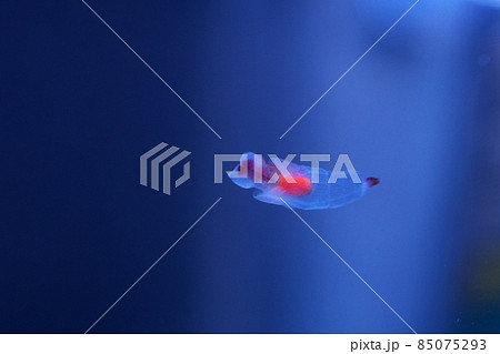 知床の妖精クリオネ 85075293