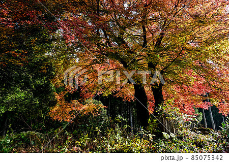 小松市白山神社の紅葉 85075342