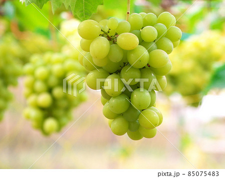 ぶどう狩りの季節 ぶどう狩りの季節 85075483