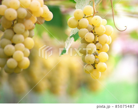 ぶどう狩りの季節 ぶどう狩りの季節 85075487