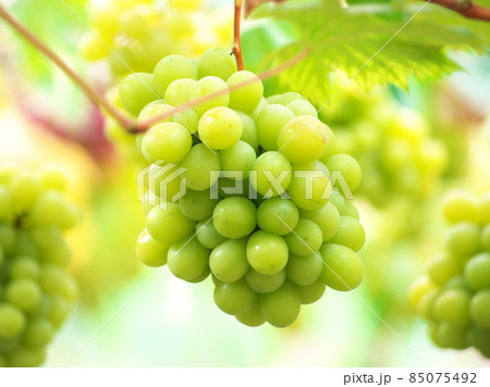 ぶどう狩りの季節 ぶどう狩りの季節 85075492