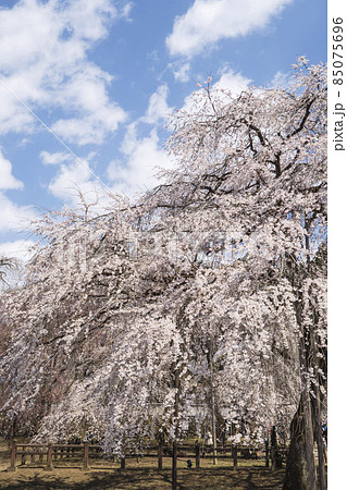 重なり合う枝垂桜【岩松山清雲寺】/埼玉県秩父市 重なり合う枝垂桜【岩松山清雲寺】/埼玉県秩父市 85075696