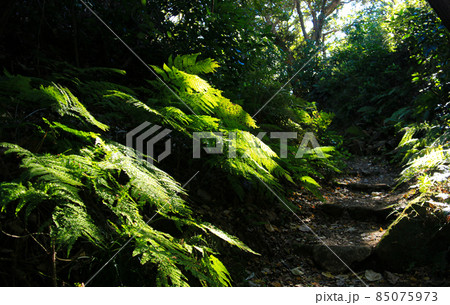 鎌倉 シダに包まれる名越切通 まんだら堂やぐら群 鎌倉 シダに包まれる名越切通 まんだら堂やぐら群 85075973