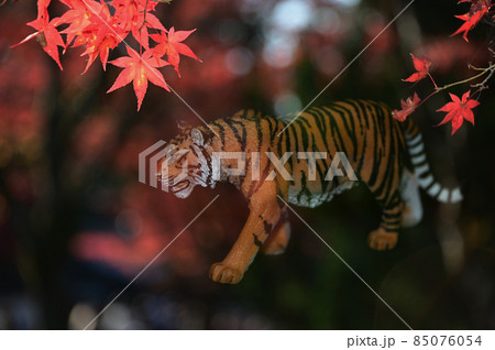 トラと紅葉 85076054