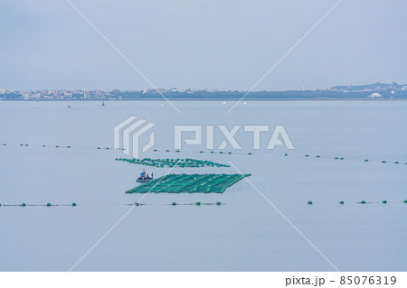 Many oyster farm on the sea Many oyster farm on the sea 85076319