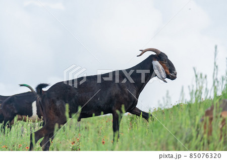 Goat standing on a glass field at Penghu Goat standing on a glass field at Penghu 85076320