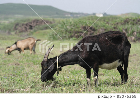 Goat standing on a glass field at Penghu Goat standing on a glass field at Penghu 85076369