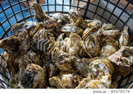 Close up shot of many oyster 85076579