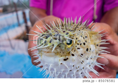 Close up shot of people holding a cute Fugu Close up shot of people holding a cute Fugu 85076581