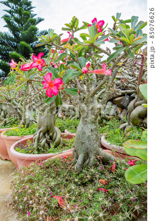 Close up shot of desert rose blossom Close up shot of desert rose blossom 85076626