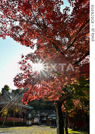 尾崎神社の紅葉 85076956