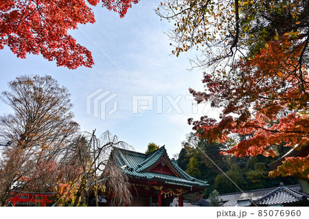 尾崎神社の紅葉 85076960