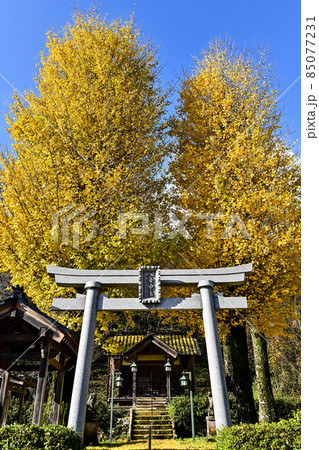 河原山八幡神社のイチョウ 河原山八幡神社のイチョウ 85077231