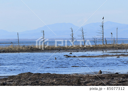 野付半島のトドワラ 野付半島のトドワラ 85077312