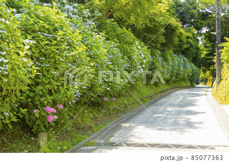 亀ヶ谷坂切通　あじさいが咲く風景 85077363