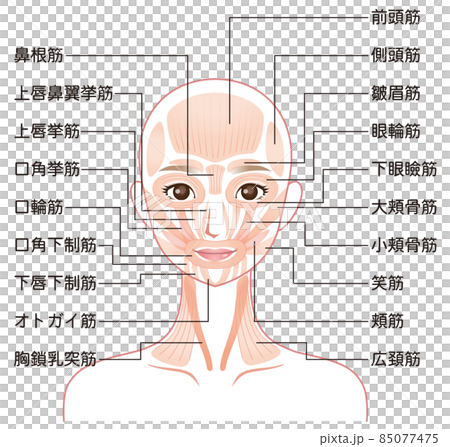 顔の筋肉の仕組み 美容 医療 顔の筋肉の仕組み 美容 医療 85077475