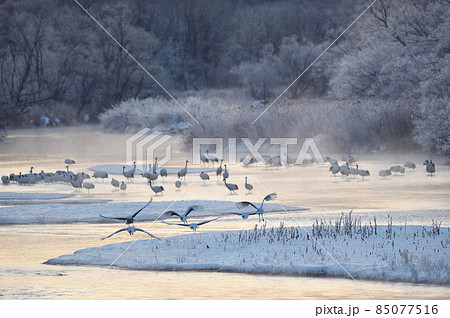 樹氷に囲まれたねぐらから飛び立つタンチョウ(北海道・鶴居) 樹氷に囲まれたねぐらから飛び立つタンチョウ(北海道・鶴居) 85077516