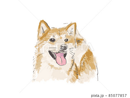 柴犬　水彩2 85077857