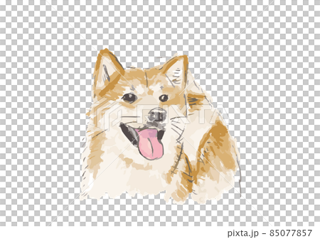 柴犬　水彩2 85077857