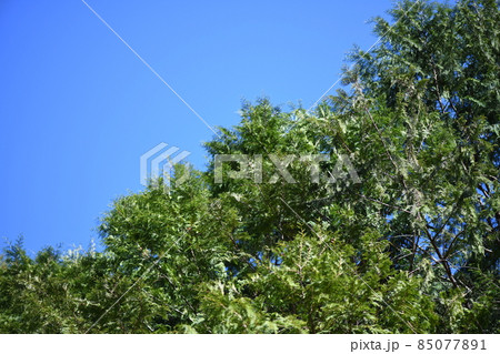 冬晴れとヒノキ(檜) 冬晴れとヒノキ(檜) 85077891