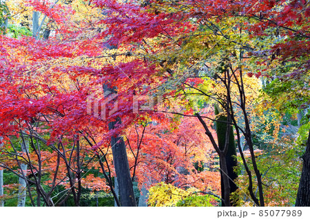 日本の紅葉29 日本の紅葉29 85077989