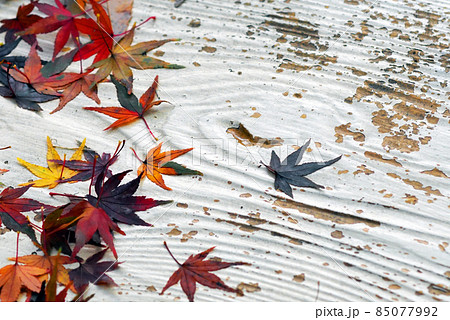 枯山水如く、ベンチ上のモミジ。③ 85077992