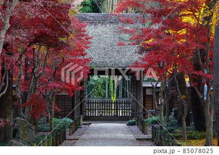 日本の紅葉8 日本の紅葉8 85078025
