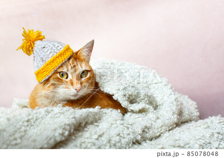 A red cat in a knitted hat sits under a fluffy blanket. Front view. A red cat in a knitted hat sits under a fluffy blanket. Front view. 85078048