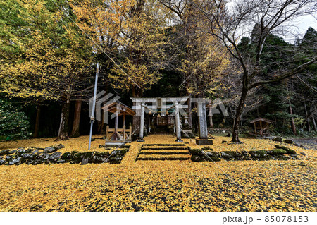 吉岡八幡神社のイチョウ 吉岡八幡神社のイチョウ 85078153