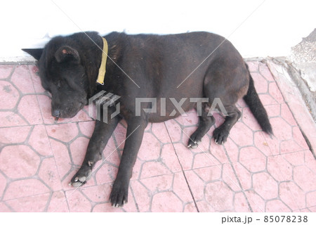 路上で昼寝 だめそうな黒犬(クタ・ビーチ/バリ島 インドネシア) 路上で昼寝 だめそうな黒犬(クタ・ビーチ/バリ島 インドネシア) 85078238