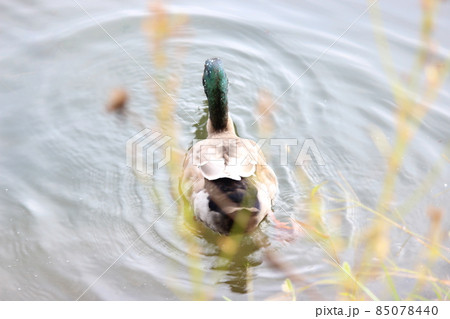 Graceful mallard duck swimming in deep water with ripples Graceful mallard duck swimming in deep water with ripples 85078440
