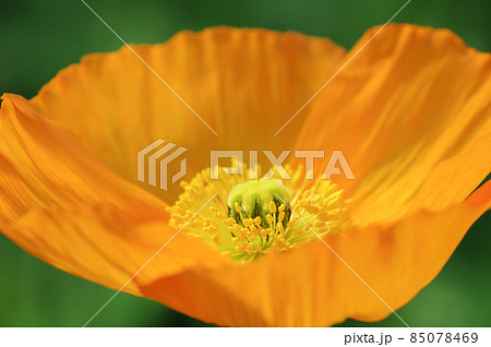 ケシの花 85078469