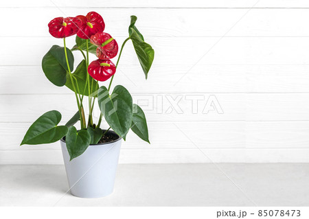 House plant Anthurium in white flowerpot isolated on white background Anthurium is heart - shaped flower Flamingo flowers or Anthurium andraeanum House plant Anthurium in white flowerpot isolated on white background Anthurium is heart - shaped flower Flamingo flowers or Anthurium andraeanum 85078473