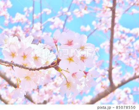 ピンクの桜が美しい春の優しい光と花の背景の写真素材
