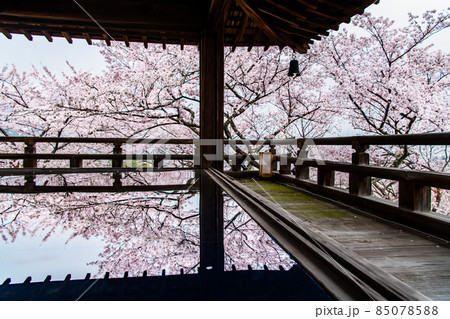滋賀県大津市　三井寺　～桜映える観月舞台～ 85078588