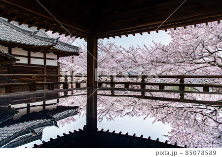 滋賀県大津市　三井寺　～桜映える観月舞台～ 85078589