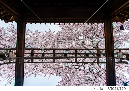 滋賀県大津市 三井寺 ~桜映える観月舞台~ 滋賀県大津市 三井寺 ~桜映える観月舞台~ 85078590