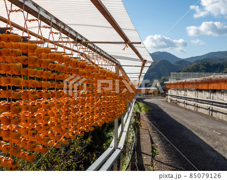 オレンジ色が美しい！ 秋の和歌山県 くしがきの郷 85079126
