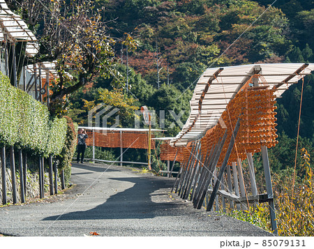オレンジ色が美しい！ 秋の和歌山県 くしがきの郷 85079131