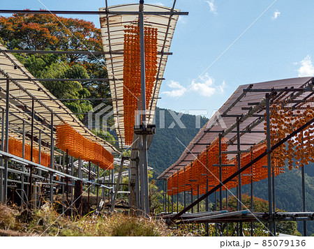 オレンジ色が美しい! 秋の和歌山県 くしがきの郷 オレンジ色が美しい! 秋の和歌山県 くしがきの郷 85079136