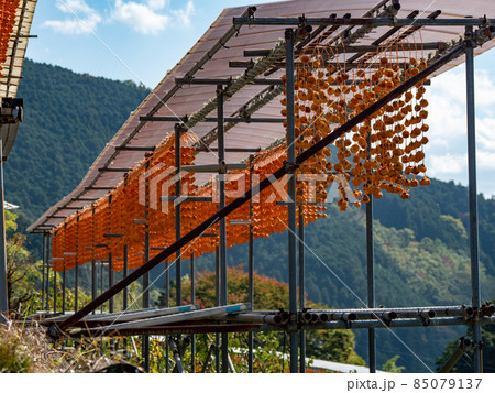 オレンジ色が美しい！ 秋の和歌山県 くしがきの郷 85079137