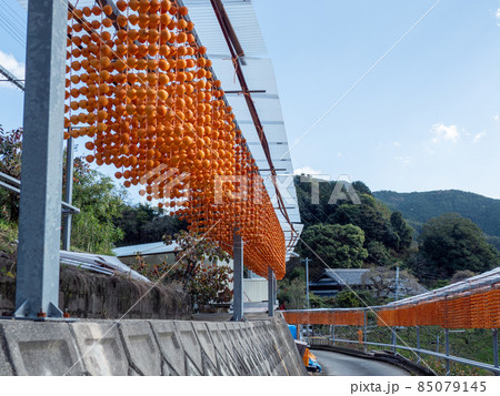 オレンジ色が美しい！ 秋の和歌山県 くしがきの郷 85079145