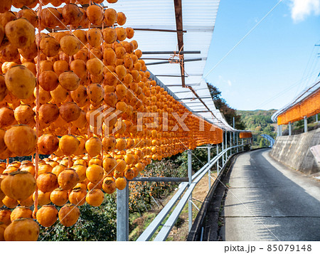 オレンジ色が美しい！ 秋の和歌山県 くしがきの郷 85079148