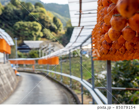 オレンジ色が美しい！ 秋の和歌山県 くしがきの郷 85079154