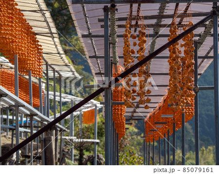 オレンジ色が美しい！ 秋の和歌山県 くしがきの郷 85079161